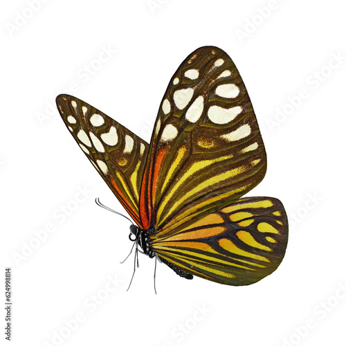 Beautiful butterfly isolated on white background.