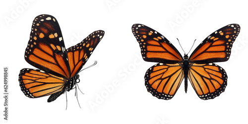 Beautiful monarch butterfly © thawats