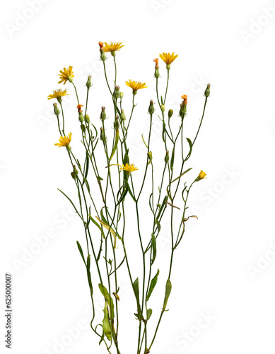 Botanical Collection. Bush of yellow wildflowers (crepis tectorum) on transparent background. 