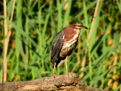 Green Heron Perched on a Tree Branch 