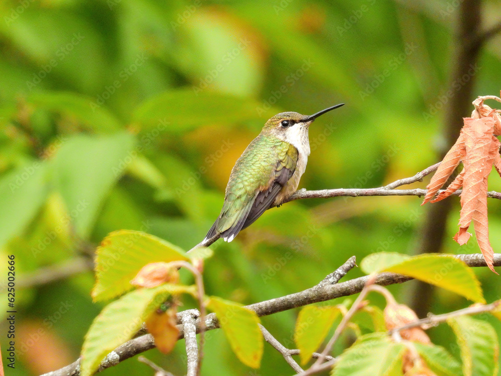 Fototapeta premium Ruby Throated Hummingbird Sitting on Tree Branch Pointing Beak Up
