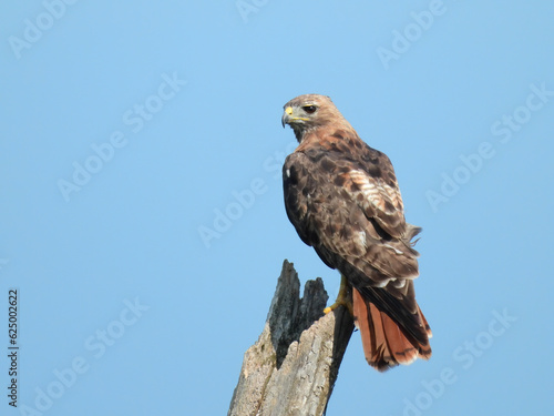 Red-tailed Hawk Perched on a Dead Tree Branch