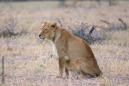 Wild lion strolling through nature during the day