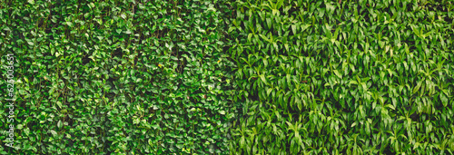 Beautiful Green Foliage Wall Background in Panoramic view