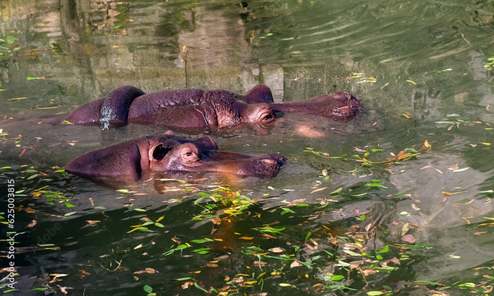 Fototapeta premium hippo's head submerged underwater in the wilderness.