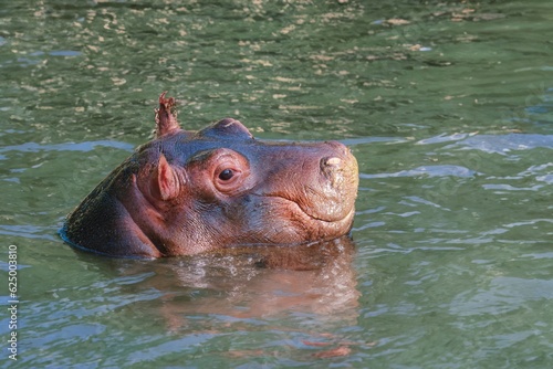 hippo's head submerged underwater in the wilderness.