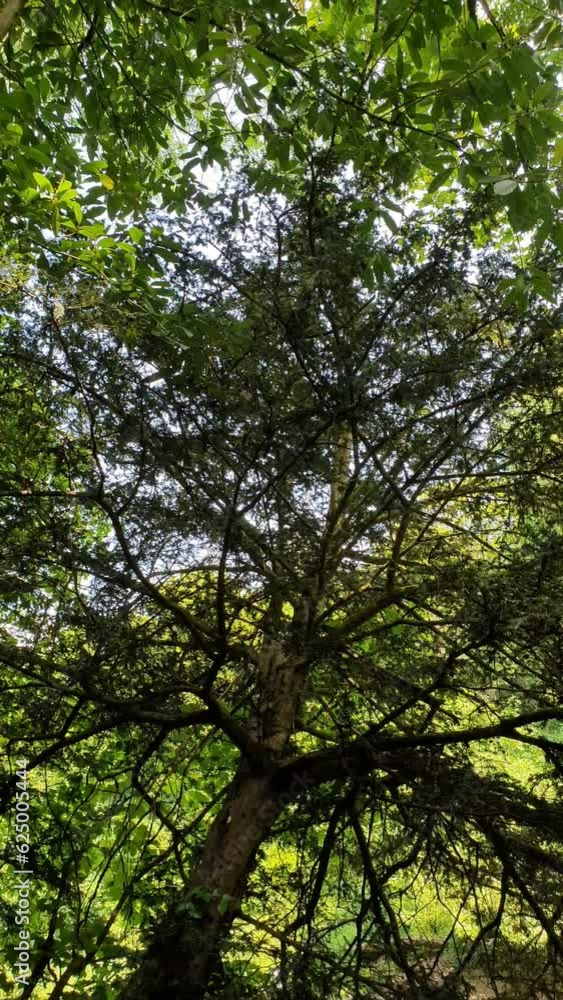 A tree close-up in Bristol, England. A tree close-up in Bristol, England.