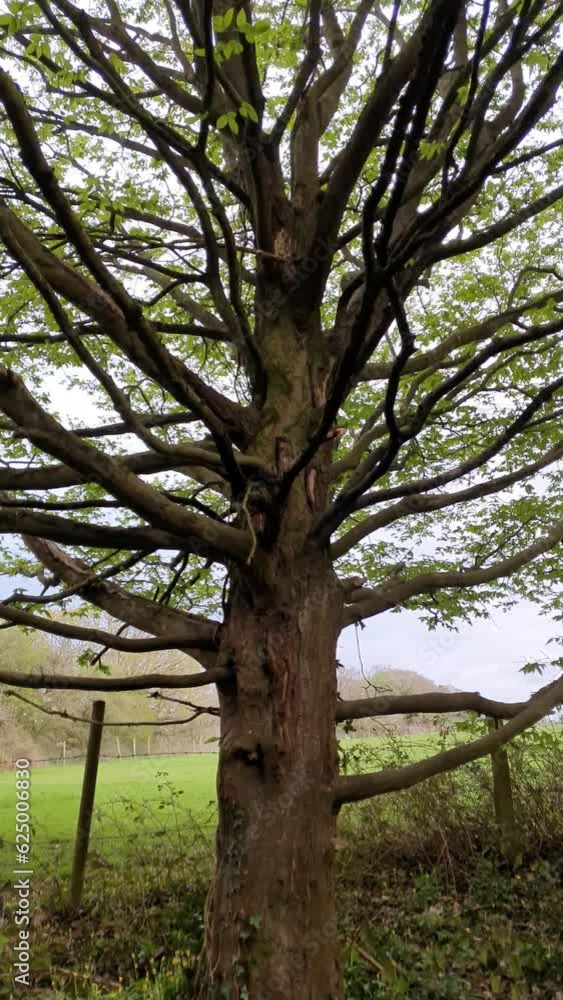 A tree close-up in Bristol, England. A tree close-up in Bristol, England.