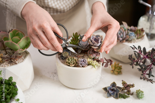 Woman cutting Echeveria Succulent house plant in a pot with mini secateurs