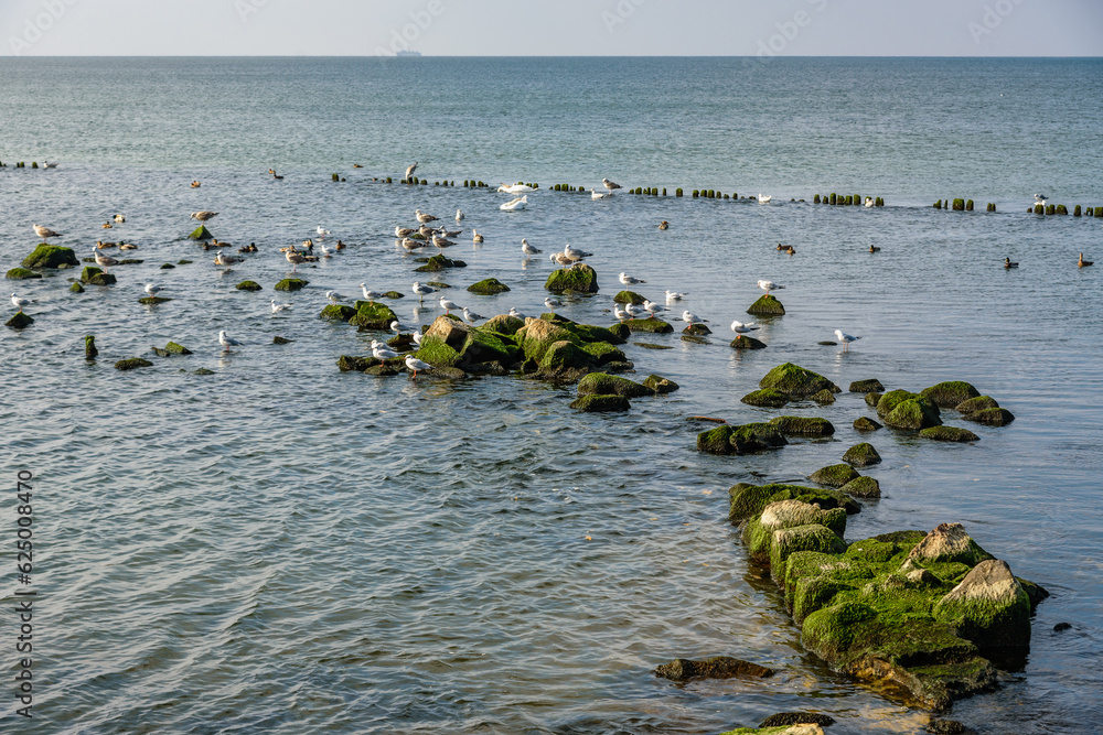Seagulls sit on stones on Vistula Spit. Baltiysk. Russia Seagulls sit on stones on Vistula Spit. Baltiysk. Russia
