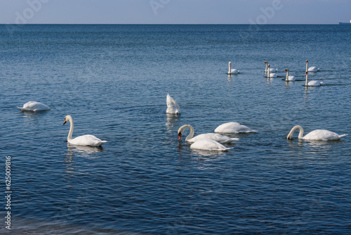 Flock of white swans in the calm water of the Baltic Sea at Vistula Spit. Baltiysk. Russia © Elena Odareeva