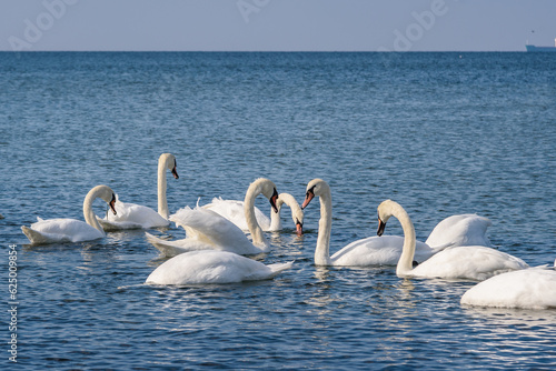 Flock of white swans in the calm water of the Baltic Sea at Vistula Spit. Baltiysk. Russia
