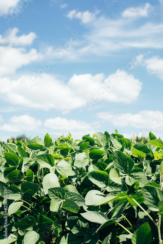 Soybean plants in a field close-up in bright sunlight. Agricultural field with soy. Green background, selective focus. Front view