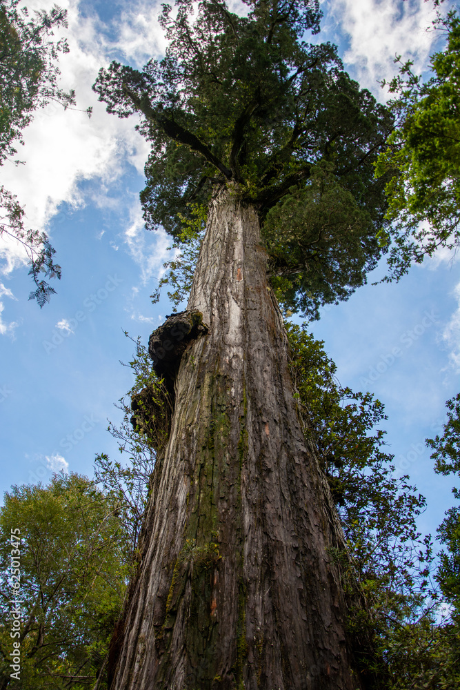 Obraz premium Alerce Milenario (Fitzroya cupressoides) en Parque Nacional Alerce Andino, Chile.
