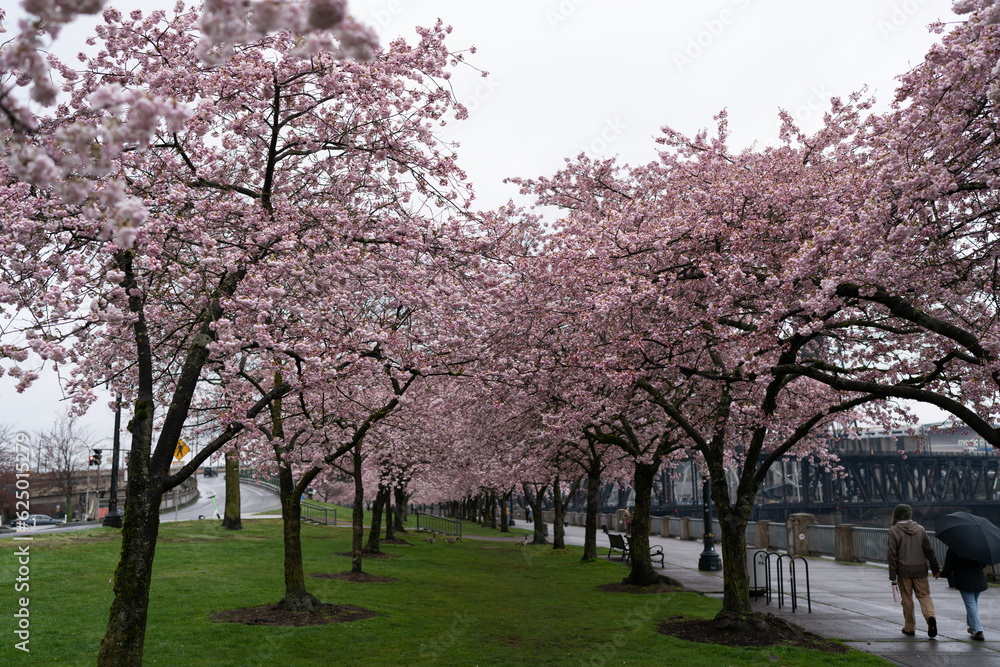 Cherry blossom trees Cherry blossom trees