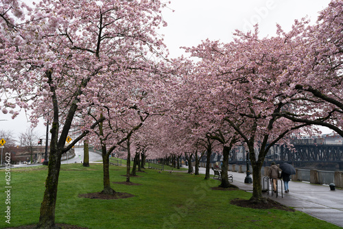 Cherry blossom trees