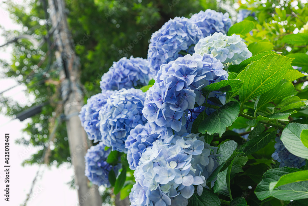 Japanese blue hydrangea flowers and green leaves in garden, blooming under sunlight Japanese blue hydrangea flowers and green leaves in garden, blooming under sunlight