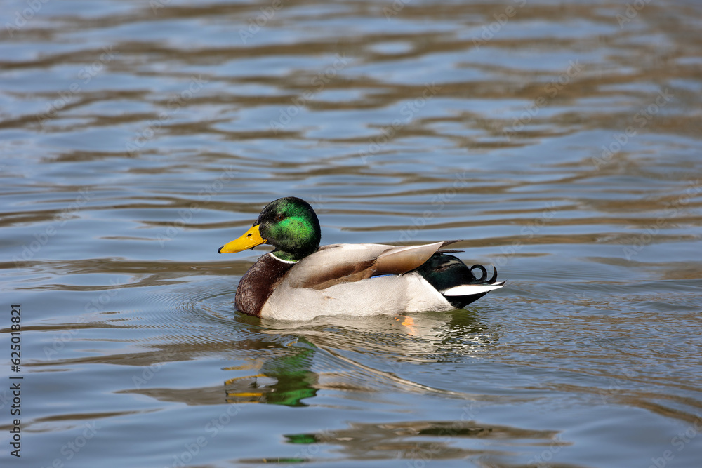 Wild duck or mallard, Anas platyrhynchos swimming in a lake in Munich, Germany Wild duck or mallard, Anas platyrhynchos swimming in a lake in Munich, Germany