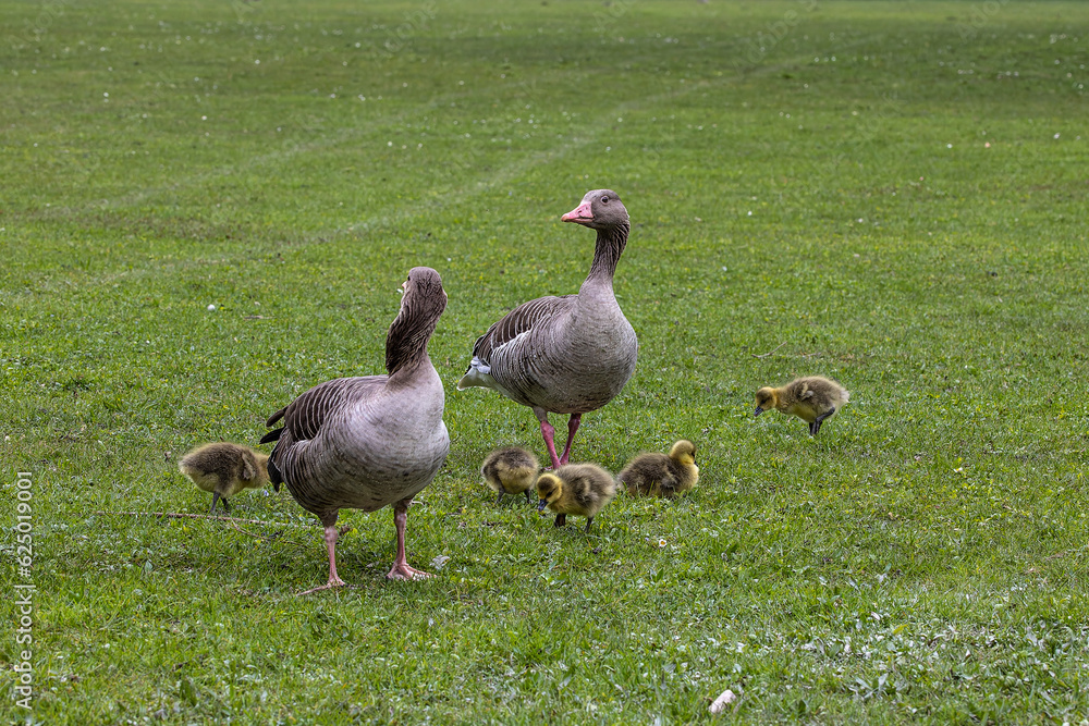 Family of greylag geese, Anser anser with small babies. Family of greylag geese, Anser anser with small babies.