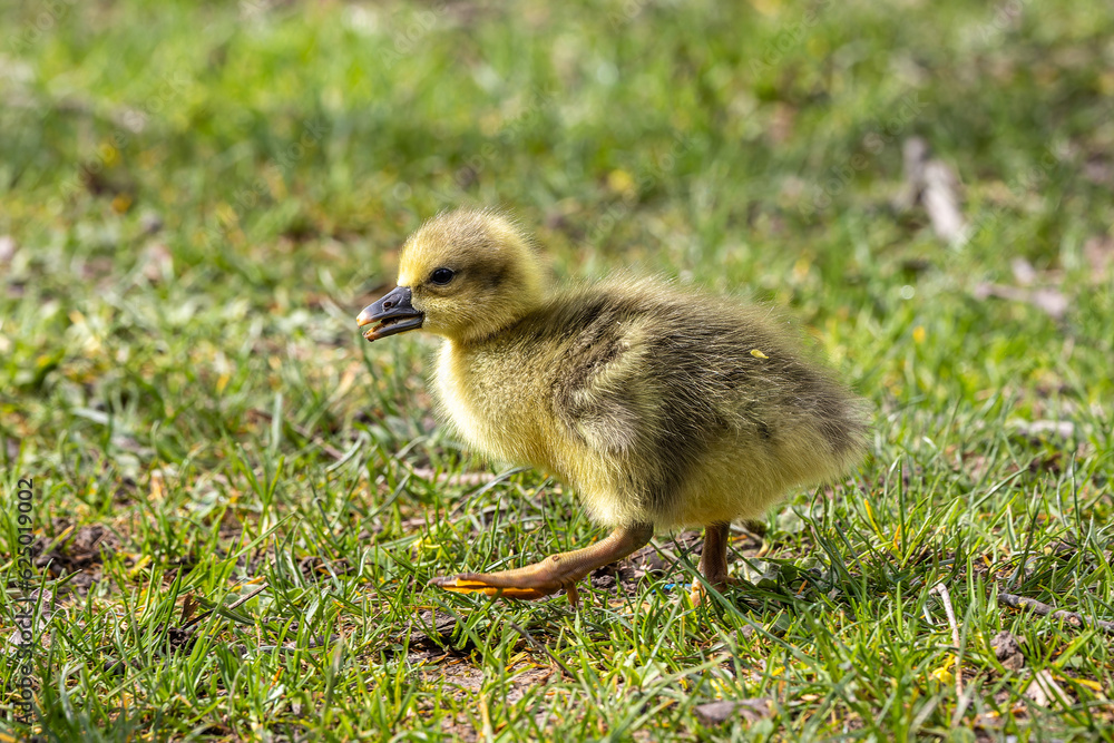 Beautiful yellow fluffy greylag goose baby gosling in spring, Anser anser Beautiful yellow fluffy greylag goose baby gosling in spring, Anser anser