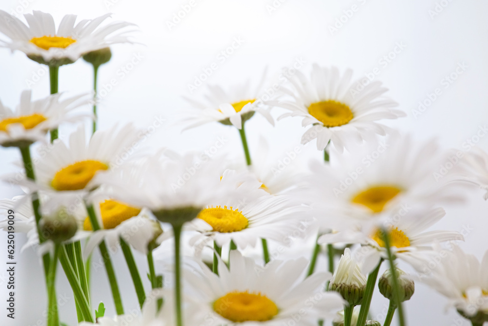 Obraz premium Summer bouquet of delicate daisies on the background of tulle or wall. Gift for Mother's Day or March 8th. Idea for a postcard, congratulations.