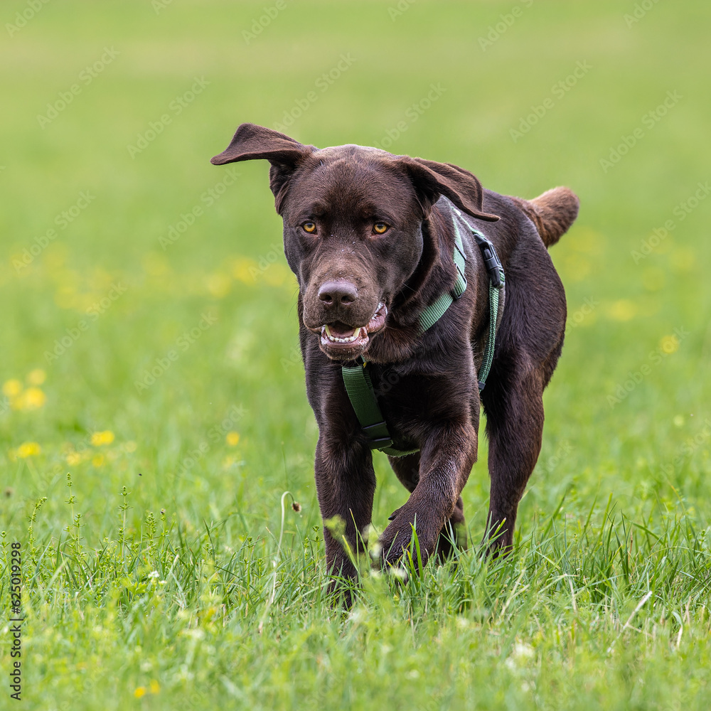 Labrador retriever, Canis lupus familiaris on a grass field. Healthy chocolate brown labrador retriever Labrador retriever, Canis lupus familiaris on a grass field. Healthy chocolate brown labrador retriever