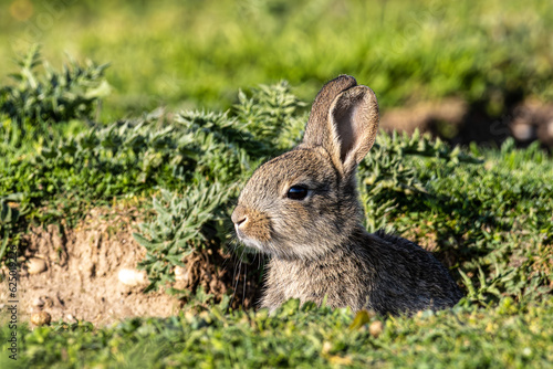 European rabbit, Common rabbit, Oryctolagus cuniculus sitting on a meadow at Munich photo