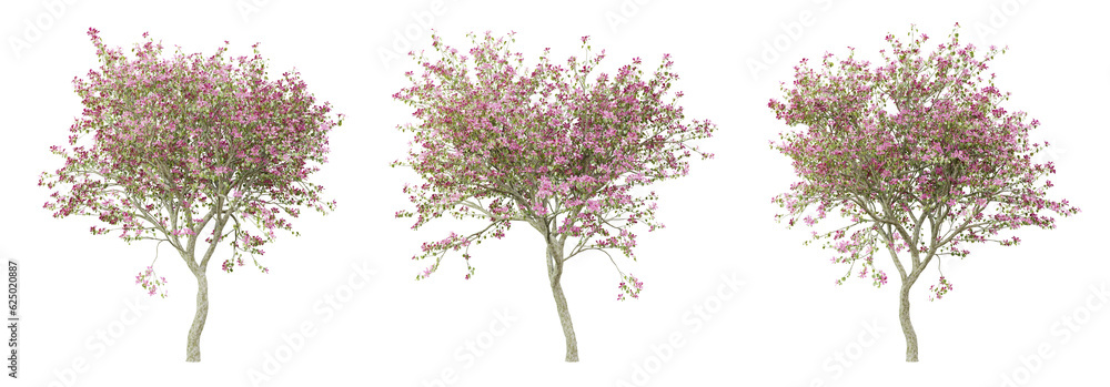 Bauhinia variegata tree on transparent background, png plant, 3d render ...