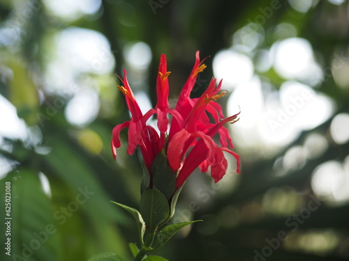 wild flower in panama rainforest