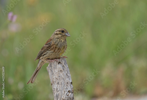 cirl bunting in the branch