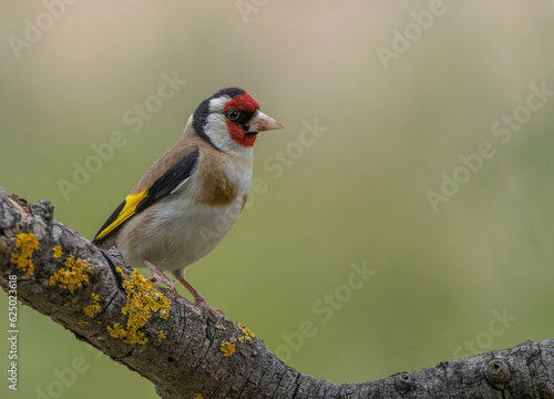 European Goldfinch in the branch