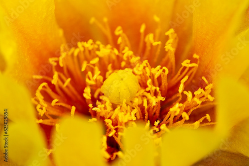 Yellow flower of eastern prickly pear cactus in Connecticut.