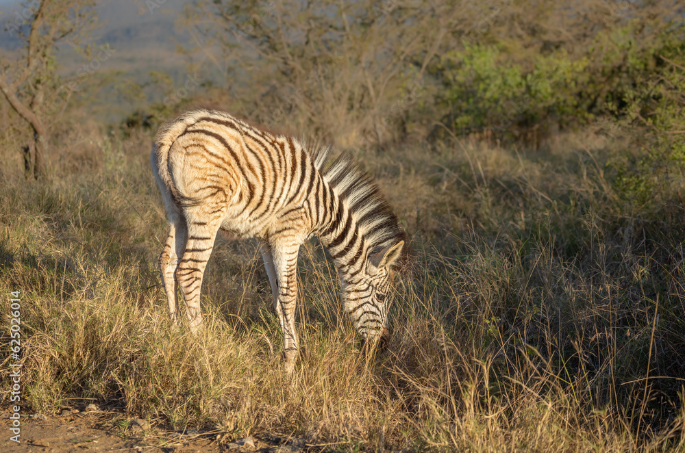 A zebra foal with a big mane grazing in an African game reserve A zebra foal with a big mane grazing in an African game reserve