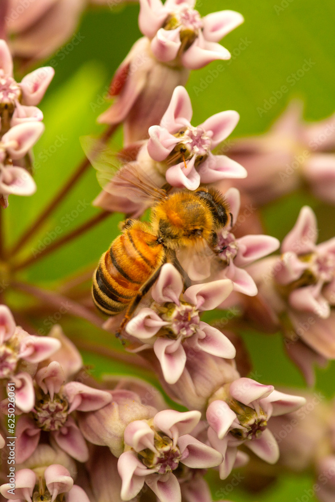 Honey bee on a milkweed flower in a Connecticut garden. Honey bee on a milkweed flower in a Connecticut garden.