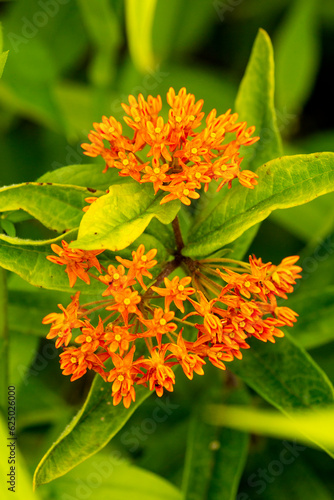Orange flowers of butterfly weed in a Connecticut garden.