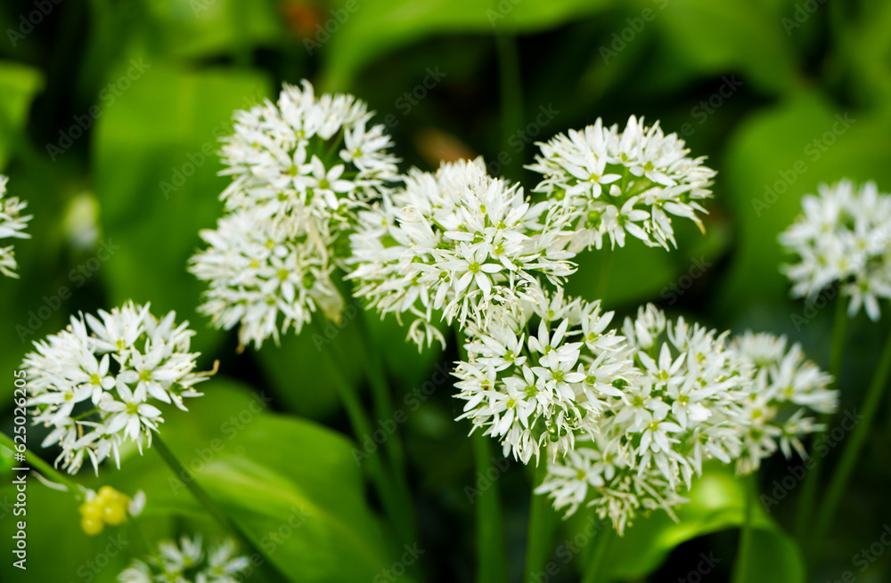 White wild garlic flowers. Flowering plant close-up.
White wild garlic flowers. Flowering plant close-up.
