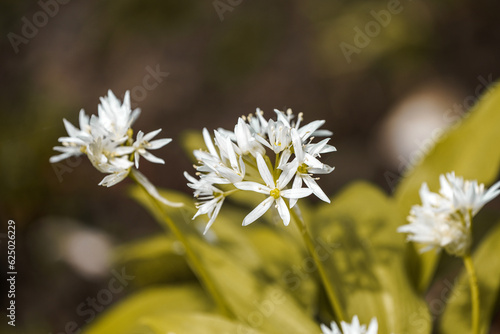 White wild garlic flowers. Flowering plant close-up. 