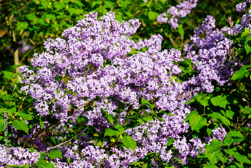 Fototapeta Naklejka Na Ścianę i Meble -  Blossoms of the lilac. Flowering plant close-up.
