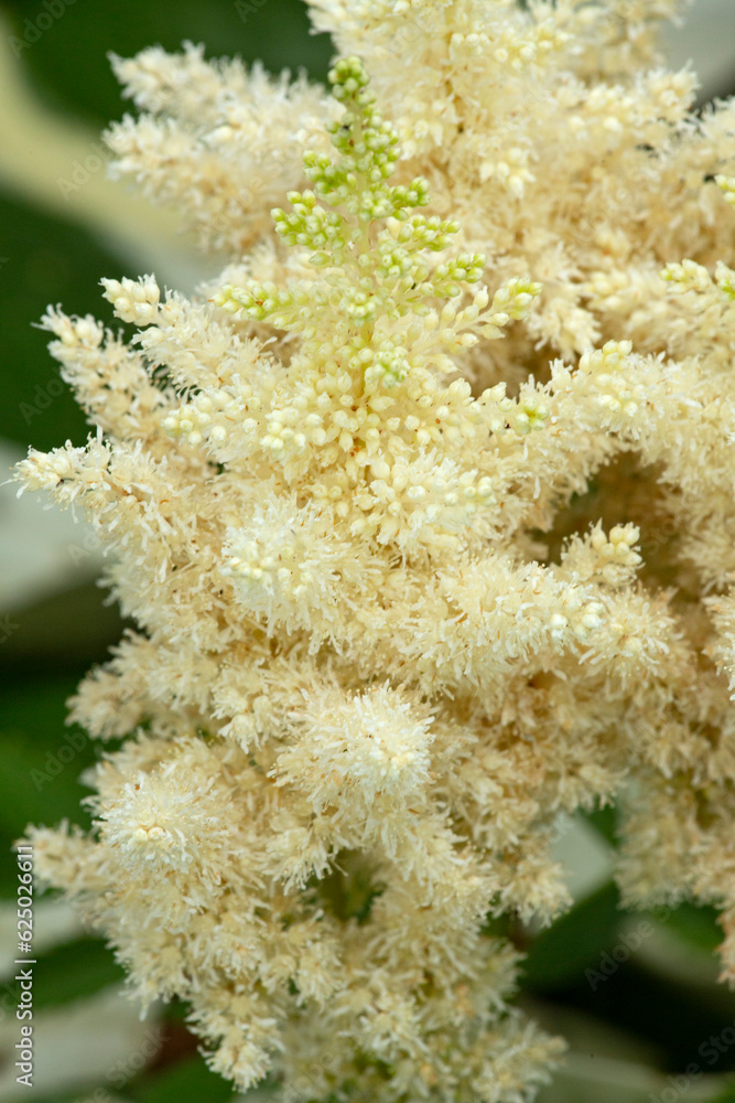 Closeup of astilbe flowers in a Connecticut garden.