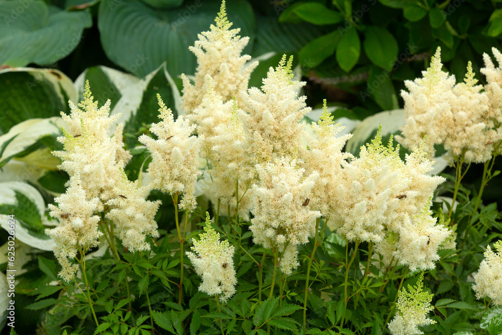 Group of astilbe flowers in a Connecticut garden. Group of astilbe flowers in a Connecticut garden.