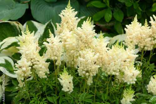 Group of astilbe flowers in a Connecticut garden.