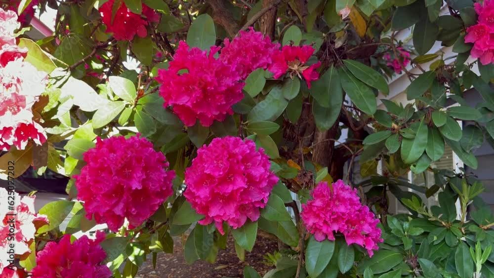 Side view pink rhododendron bush swaying in the wind Side view pink rhododendron bush swaying in the wind