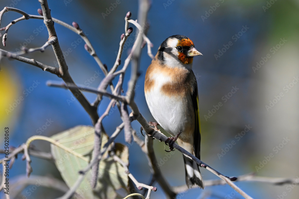 European Goldfinch // Stieglitz (Carduelis carduelis) European Goldfinch // Stieglitz (Carduelis carduelis)