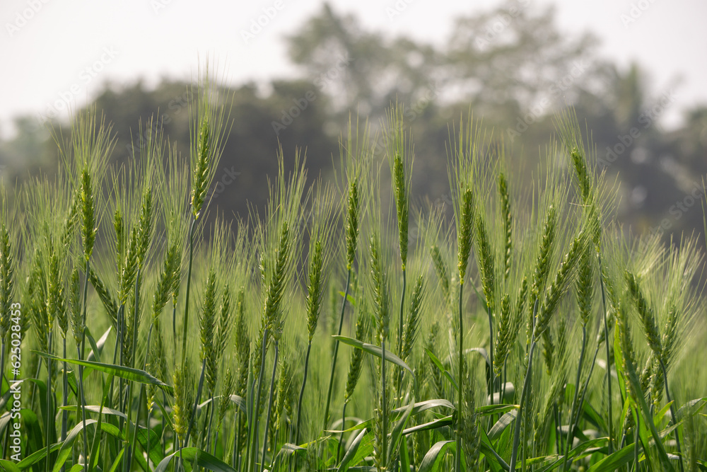 Wheat farming landscape of Bangladesh. Green grain wheat field in South Asia. Close up of wheat grains.