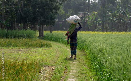 The village farmer is going home along the path after harvesting the crops from the field. Village scene in Bangladesh.Village- Pangsha, City - Rajbari. Photo Taken February 2, 2023.