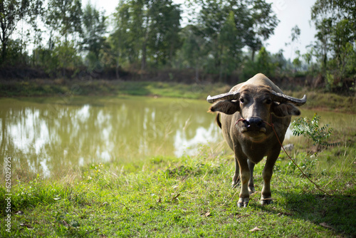 Thai water buffalo standing beside a swamp