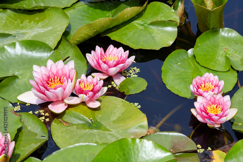 Obraz na płótnie Light red waterlily (スイレン) blooming in a pond in early summer when Lurid Damselflies are dancing