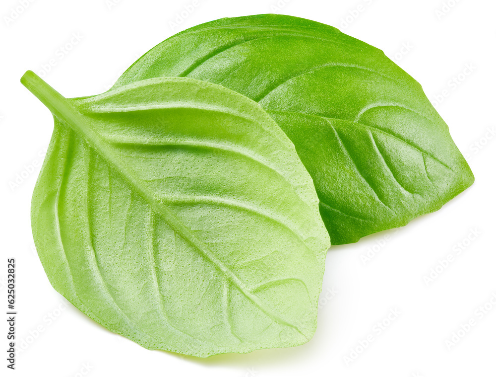 Obraz premium Basil leaf isolated on white background