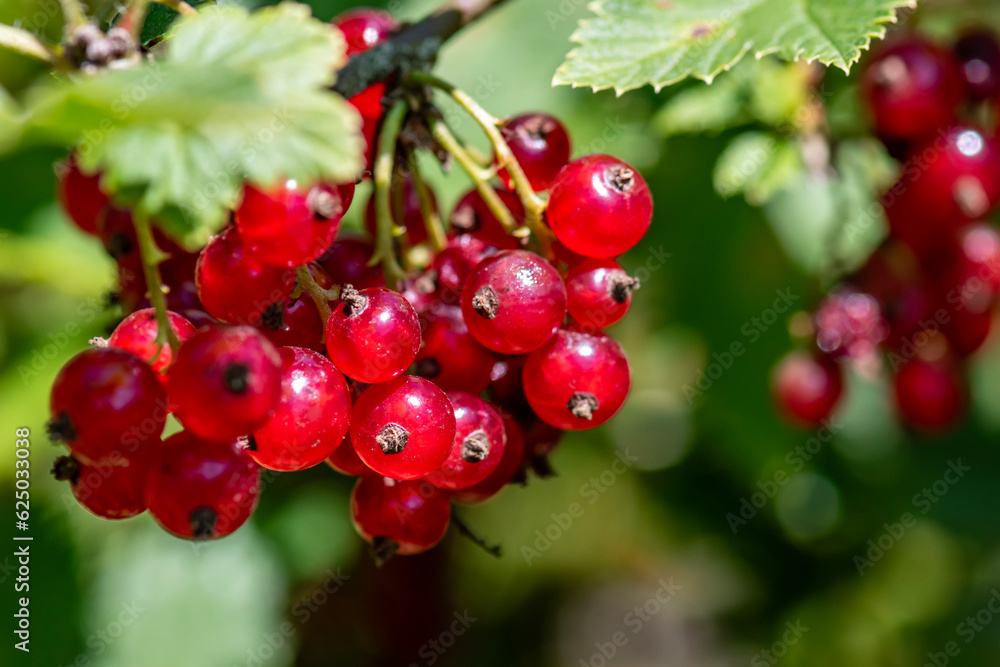 The redcurrant (Ribes rubrum) is a member of the genus Ribes in the gooseberry family Grossulariaceae. To learn more, watch this video on the 7 Health Benefits Of Redcurrant.great for the hair and ski The redcurrant (Ribes rubrum) is a member of the genus Ribes in the gooseberry family Grossulariaceae. To learn more, watch this video on the 7 Health Benefits Of Redcurrant.great for the hair and ski
