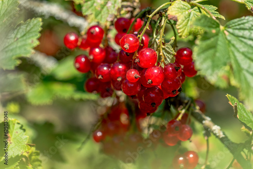 The redcurrant (Ribes rubrum) is a member of the genus Ribes in the gooseberry family Grossulariaceae. To learn more, watch this video on the 7 Health Benefits Of Redcurrant.great for the hair and ski